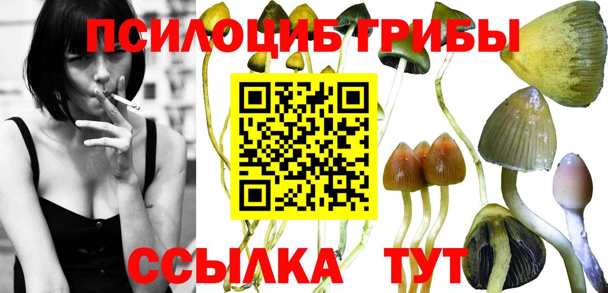 Калуга  что такое наркотик  Вход с VPN  Галлюциногенные грибы Psilocybine cubensis 